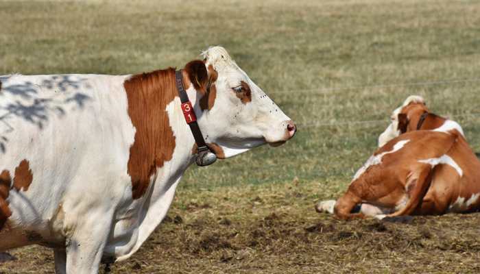 What Does It Mean To Dream About Cows? - What Dream Means