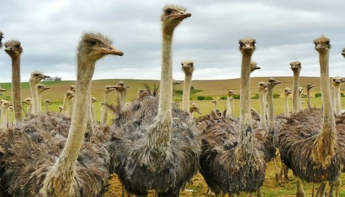 Ostrich: Spirit Animal Guide, Totem, Symbolism and Meaning - What Dream  Means