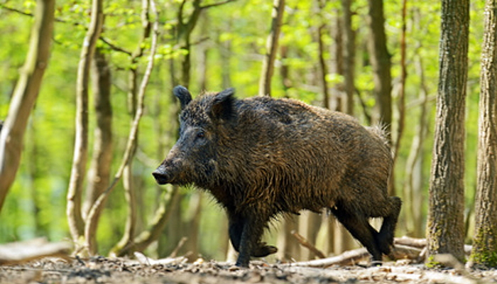 Wild Boar: Spirit Animal Guide, Totem, Symbolism and Meaning - What Dream  Means
