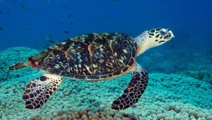 Turtle: Spirit Animal Guide, Totem, Symbolism and Meaning - What Dream Means