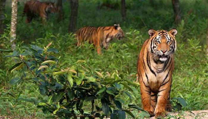 10-fascinating-facts-about-tigers