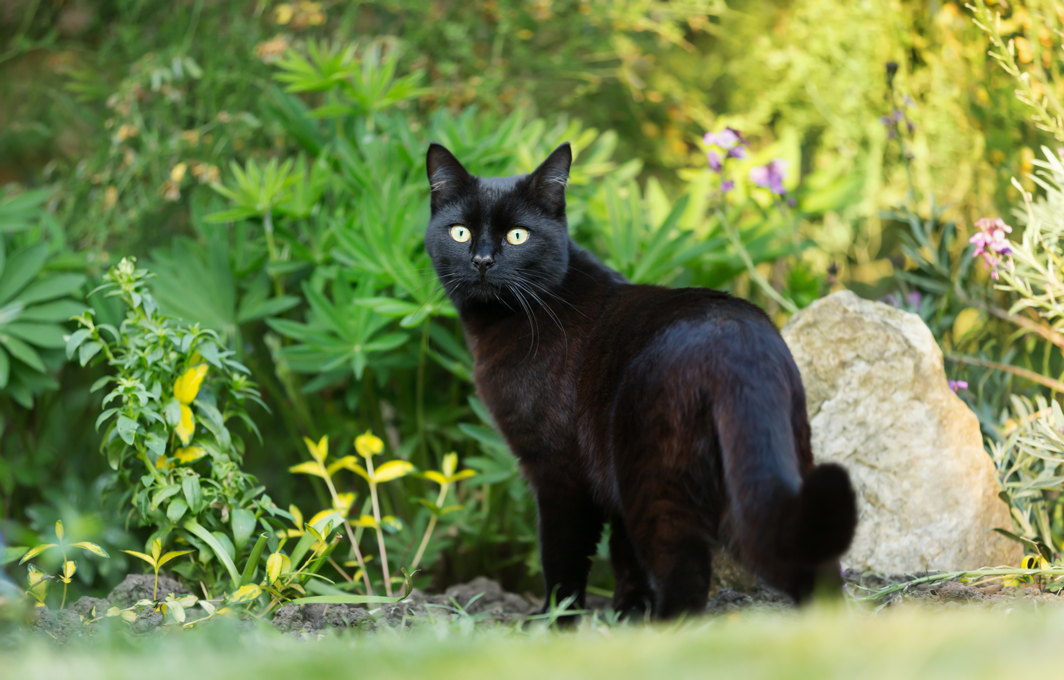 What Does It Mean To Dream About A Black Cat 