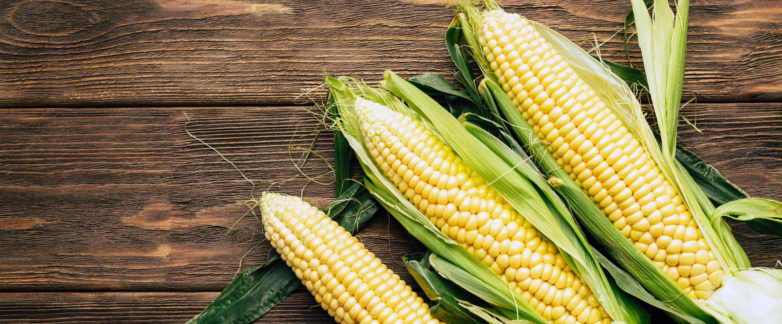 what do corn symbolize in the bible