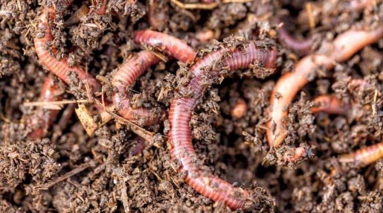 Earthworm: Spirit Animal Guide, Totem, Symbolism and Meaning - What Dream  Means