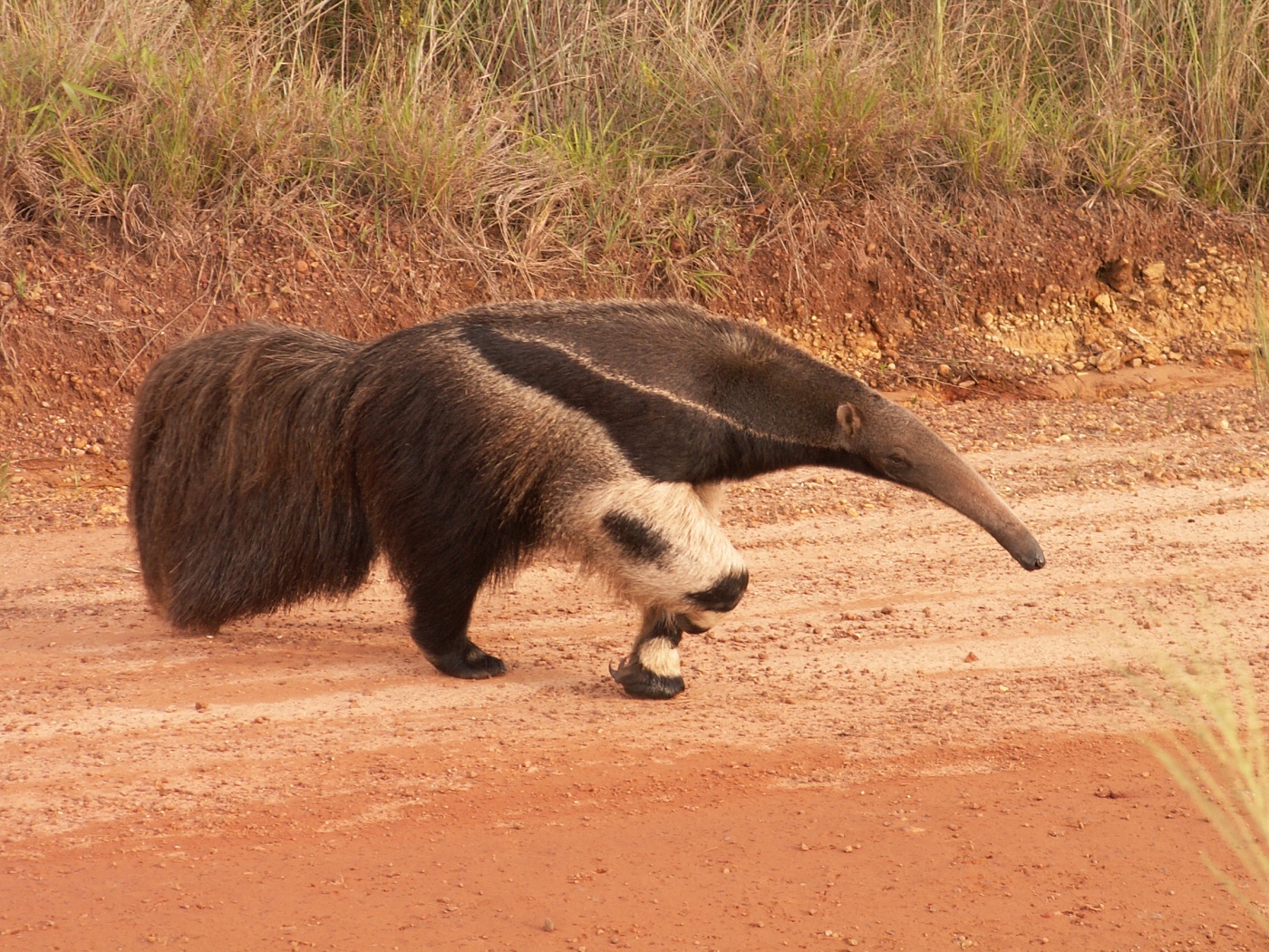 Anteater: Spirit Animal, Totem, Symbolism and Meaning - What Dream Means