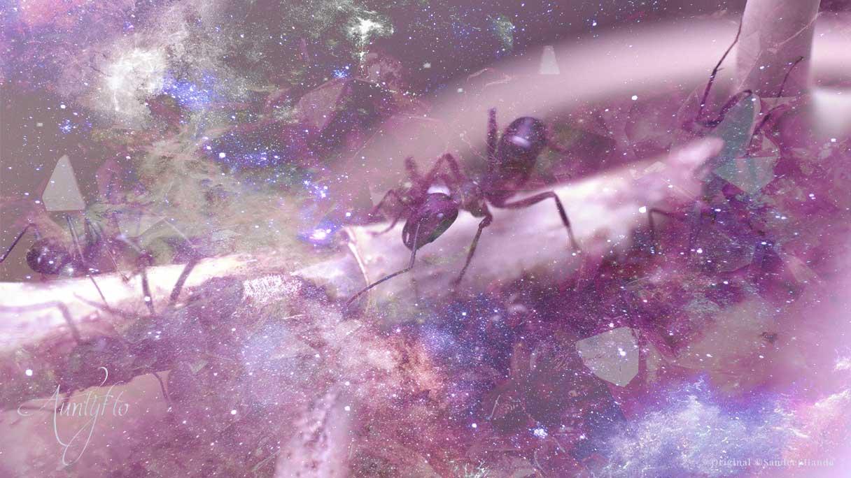 Ants: Spirit Animal, Totem, Symbolism and Meaning - What Dream Means