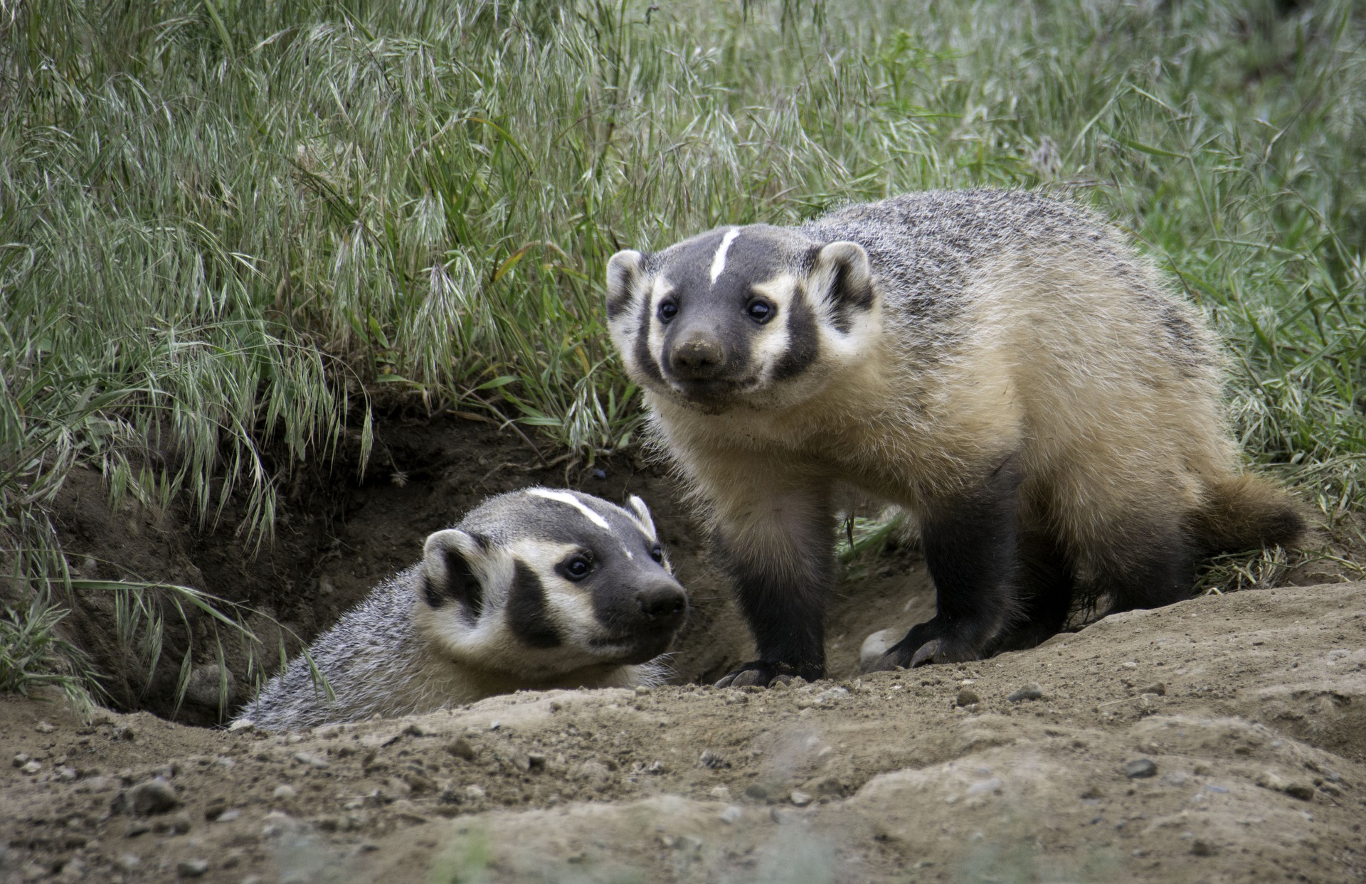 Badgers Meaning In English