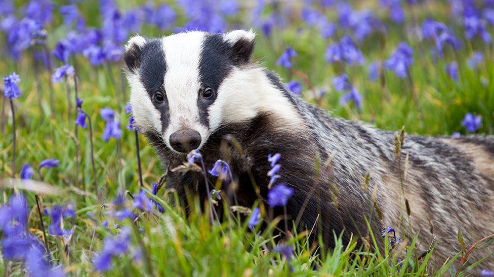 Badger Spirit Animal Totem Symbolism And Biblical Meaning What 