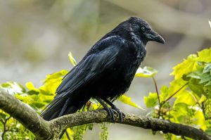 Crows: Spirit Animal, Totem, Symbolism and Meaning - What Dream Means