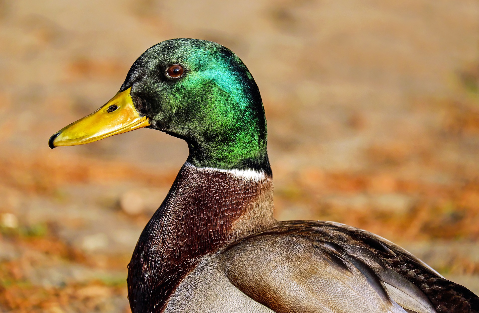 What Does White Duck Mean Spiritually