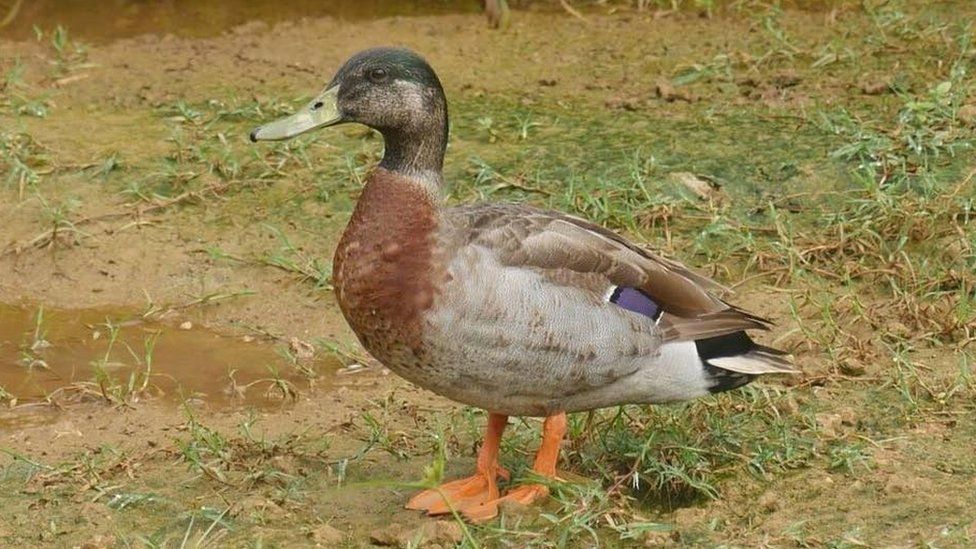 duck-spirit-animal-totem-symbolism-and-meaning-what-dream-means