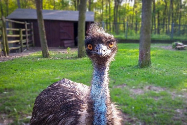 Emu: Spirit Animal, Totem, Symbolism and Meaning - What Dream Means