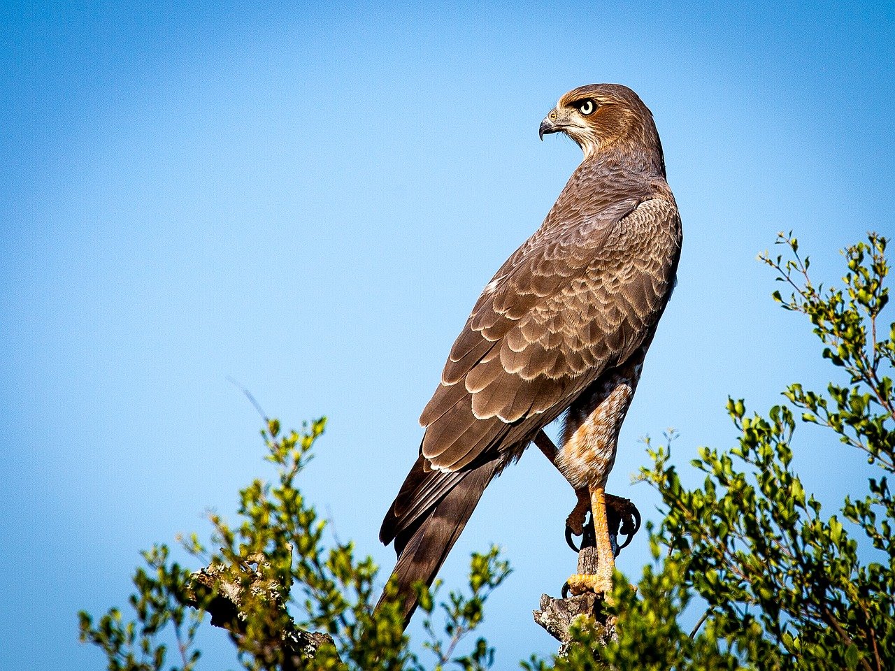 What Does It Mean To Dream About A Falcon 