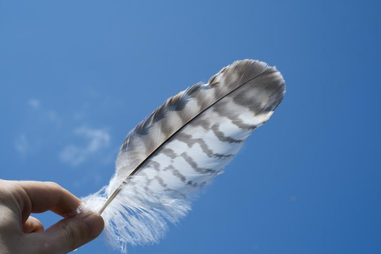 Black Feather Meaning & Symbolism I