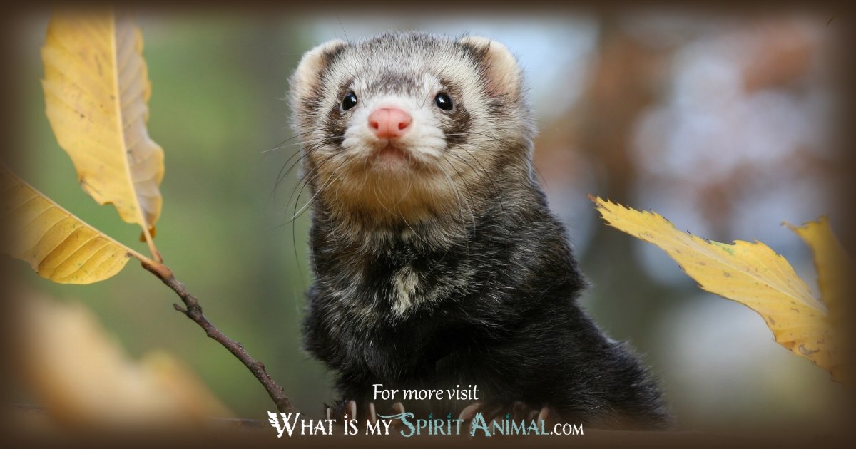 Ferret: Spirit Animal Guide, Totem, Symbolism and Meaning - What Dream Means