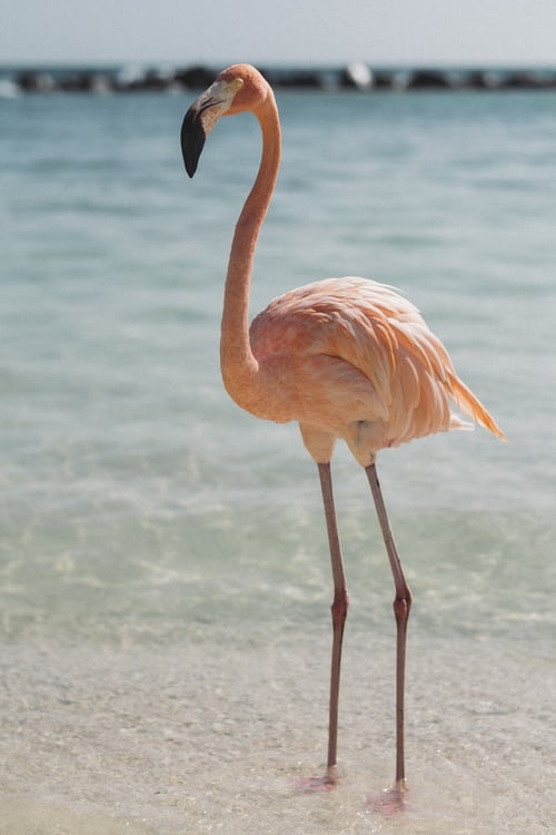 Flamingo: Spirit Animal, Totem, Symbolism and Meaning - What Dream Means