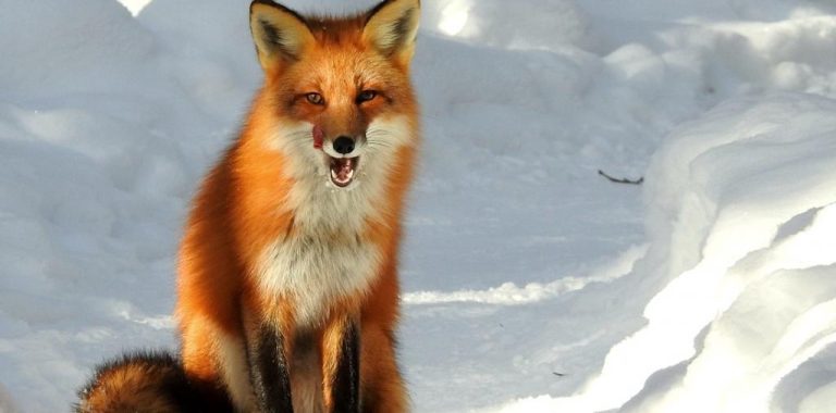 Fox: Spirit Animal, Totem, Symbolism and Meaning - What Dream Means