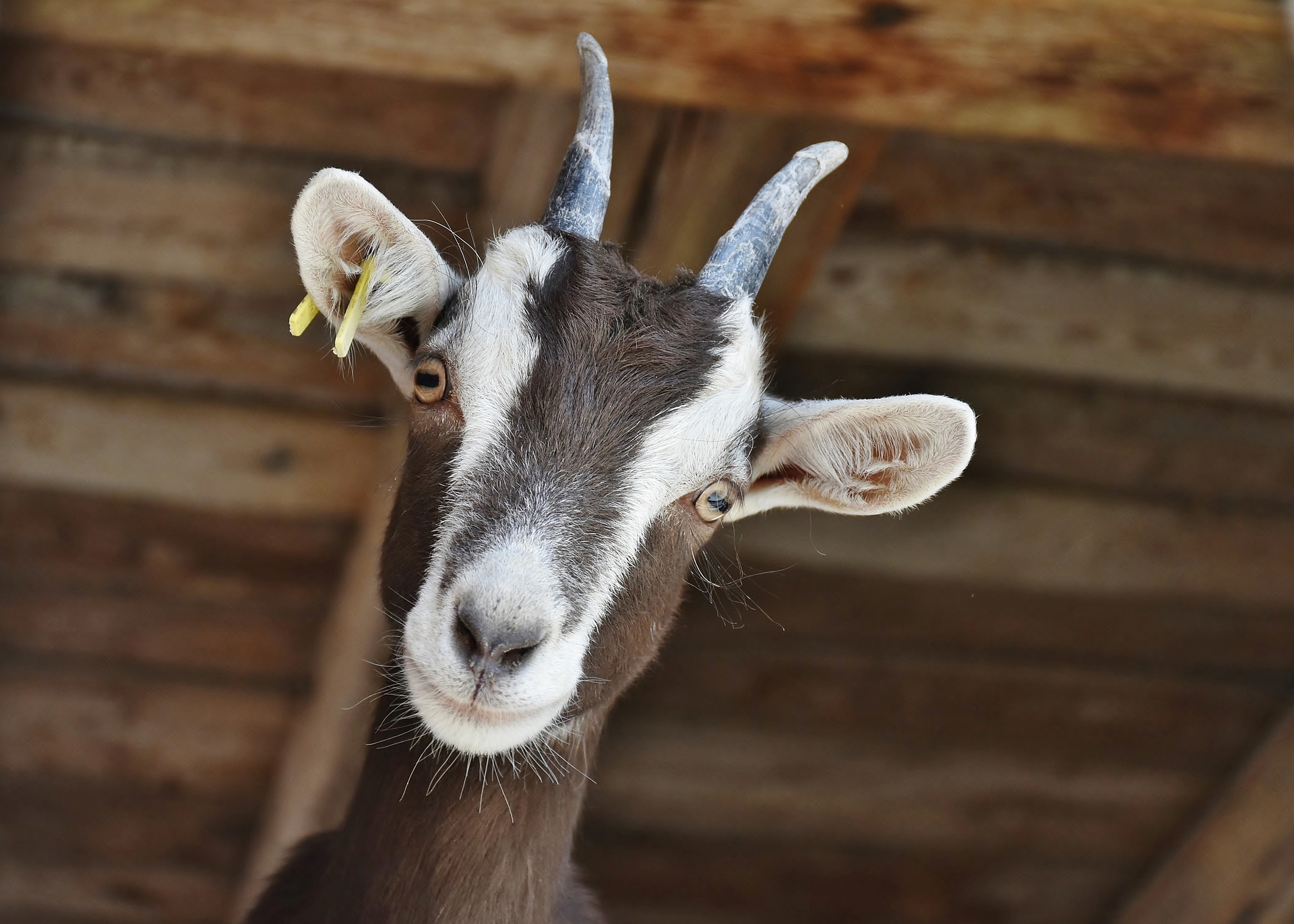 what-does-it-mean-to-dream-about-goats