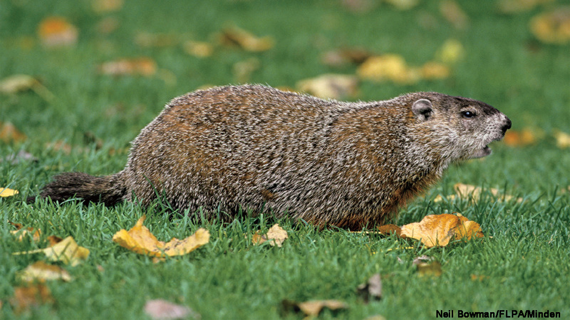 Groundhog: Spirit Animal, Totem, Symbolism and Meaning - What Dream Means