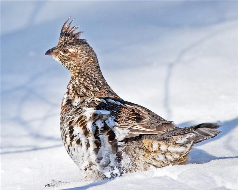 Grouse: Spirit Animal, Totem, Symbolism and Meaning - What Dream Means
