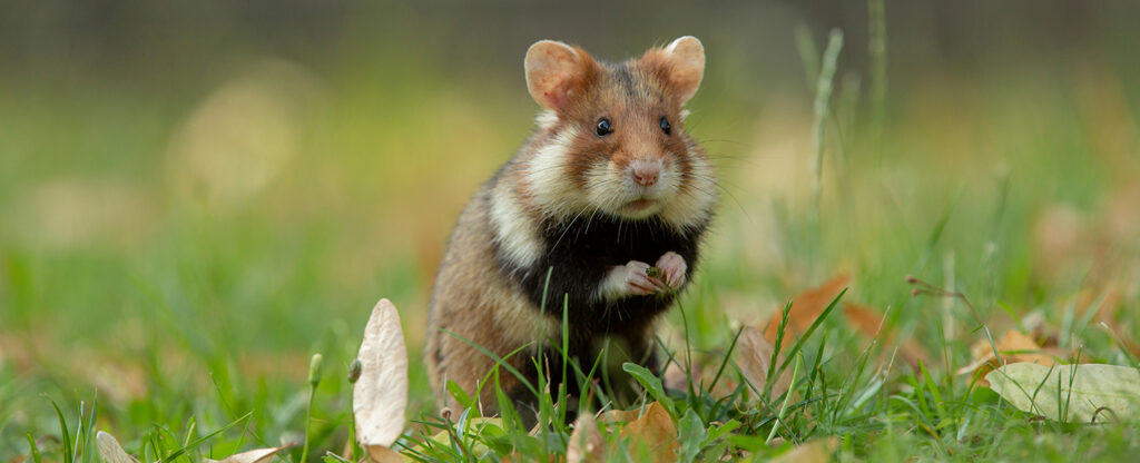 Hamster Spirit Animal Guide, Totem, Symbolism and Meaning