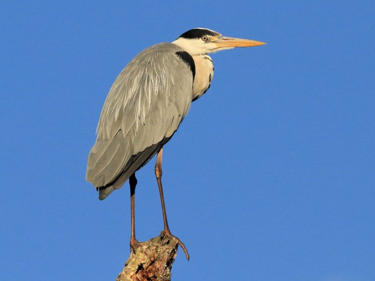 Heron: Spirit Animal, Totem, Symbolism and Meaning - What Dream Means