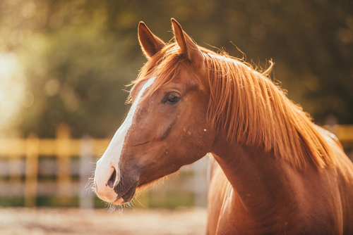 Horse: Spirit Animal, Totem, Symbolism and Meaning