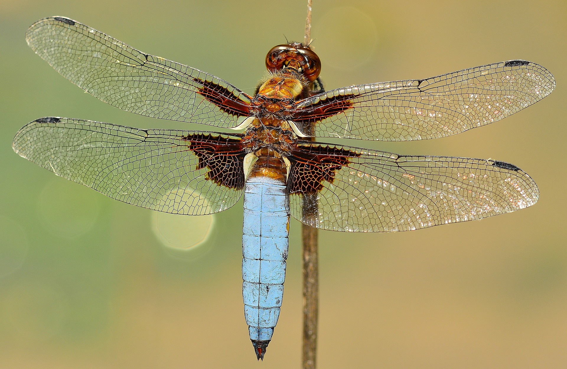 what-does-it-mean-to-dream-about-dragonfly