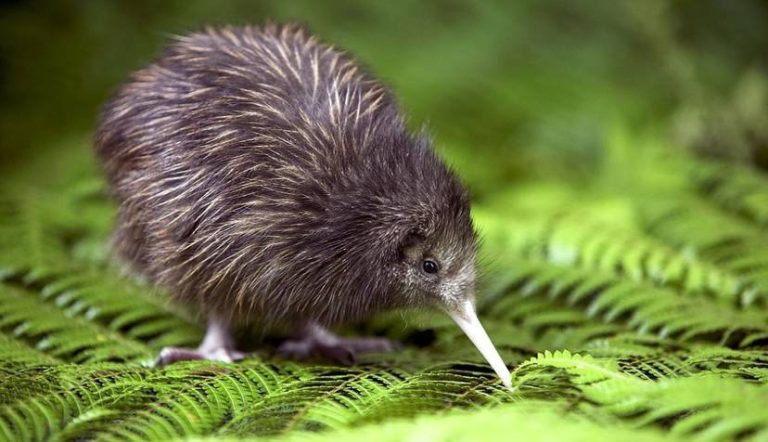 Kiwi: Spirit Animal, Totem, Symbolism and Meaning - What Dream Means