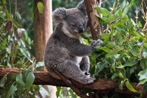 Koala: Spirit Animal, Totem, Symbolism and Meaning - What Dream Means