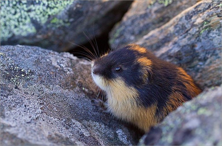 Lemming Symbolism, Dreams, and Messages - Spirit Animal Totems