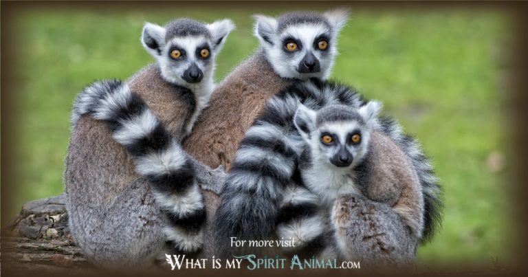 Lemur: Spirit Animal Guide, Totem, Symbolism and Meaning - What Dream Means