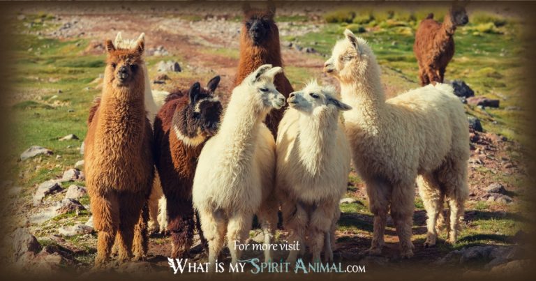 Llama & Alpaca: Spirit Animal Guide, Totem, Symbolism and Meaning - What  Dream Means