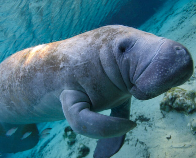 Manatee Spirit Animal, Totem, Symbolism and Meaning What Dream Means