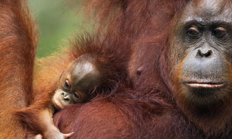 Orangutan Spirit Animal Totem Symbolism And Meaning What Dream Means
