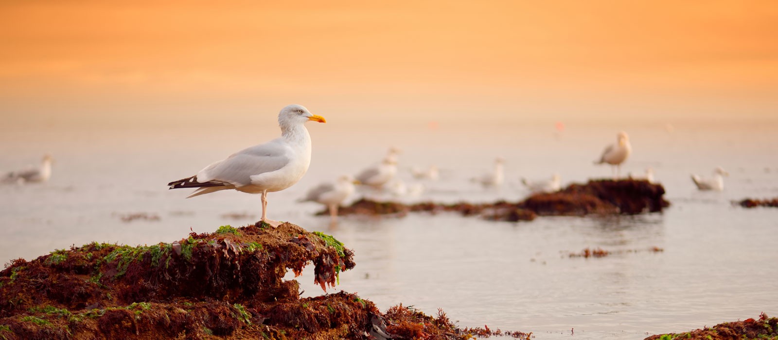 Seagull and Herring: Spirit Animal, Totem, Symbolism and Meaning - What  Dream Means