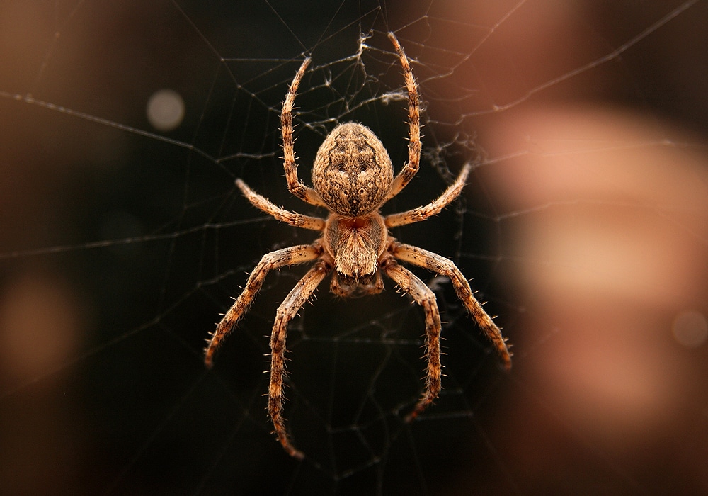 Spider: Spirit Animal, Totem, Symbolism and Meaning - What Dream Means
