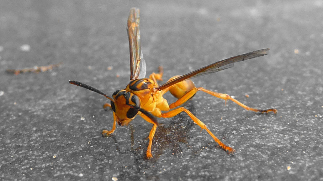 Wasp: Spirit Animal, Totem, Symbolism, and Meaning - What Dream Means