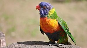 Parrot: Spirit Animal, Totem, Symbolism and Meaning - What Dream Means