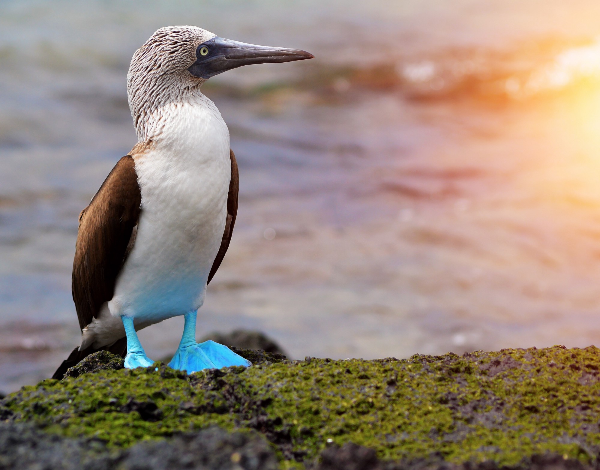 Blue-Footed Booby Spirit Animal, Totem, Symbolism And Meaning