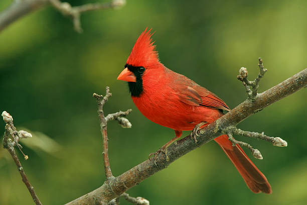 cardinal-spirit-animal-totem-symbolism-and-meaning-what-dream-means