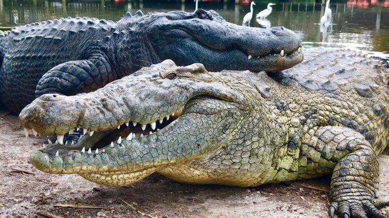 What Does It Mean to Dream About Crocodiles and Alligators? - What ...