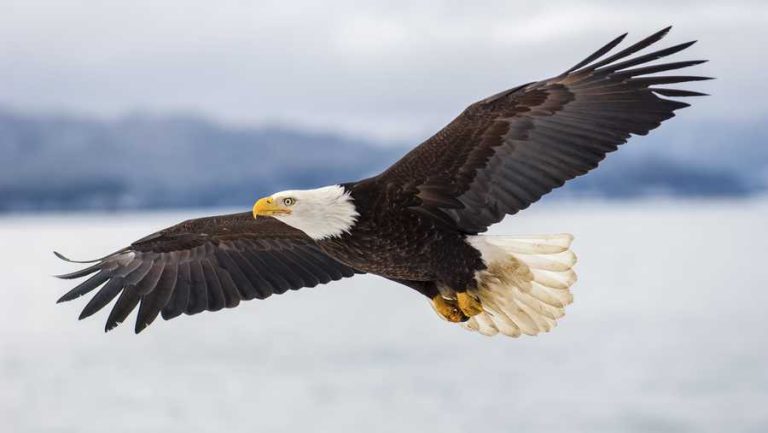 what-is-the-biblical-meaning-of-dreaming-about-eagle