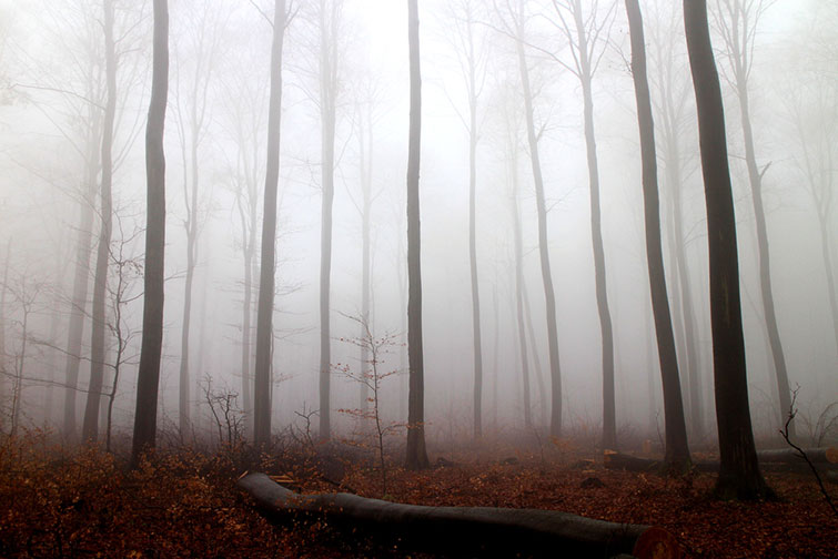 What Does it Mean to Dream About Fog?