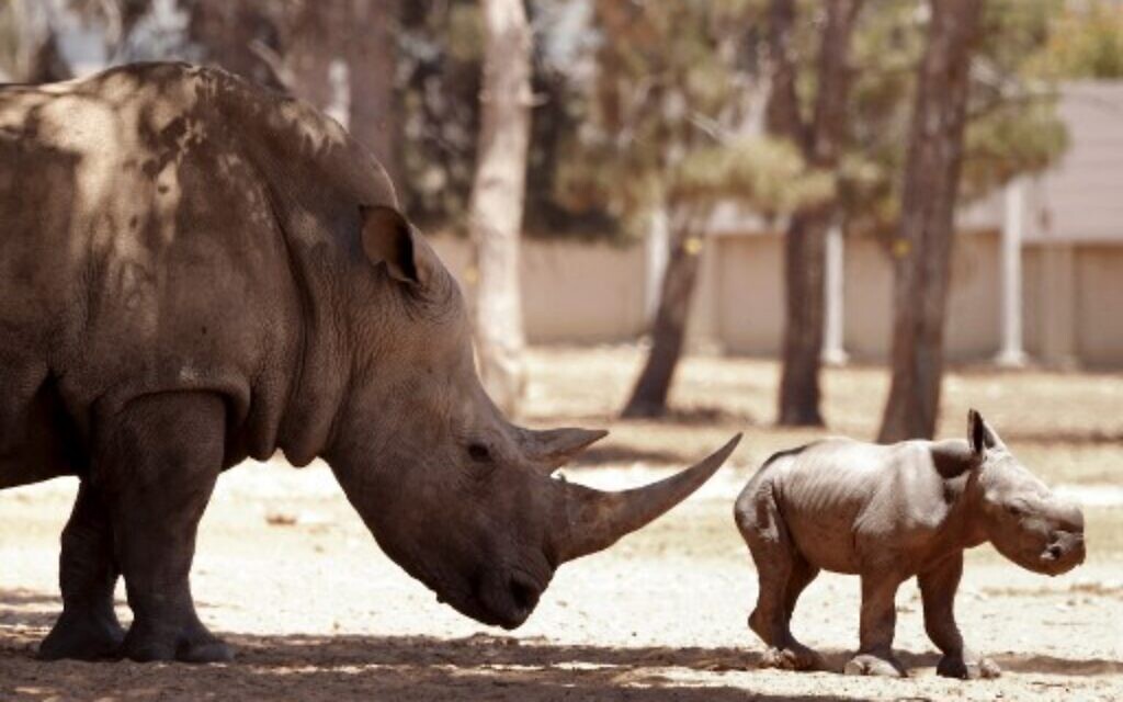 choose joy on rhinoceros meaning