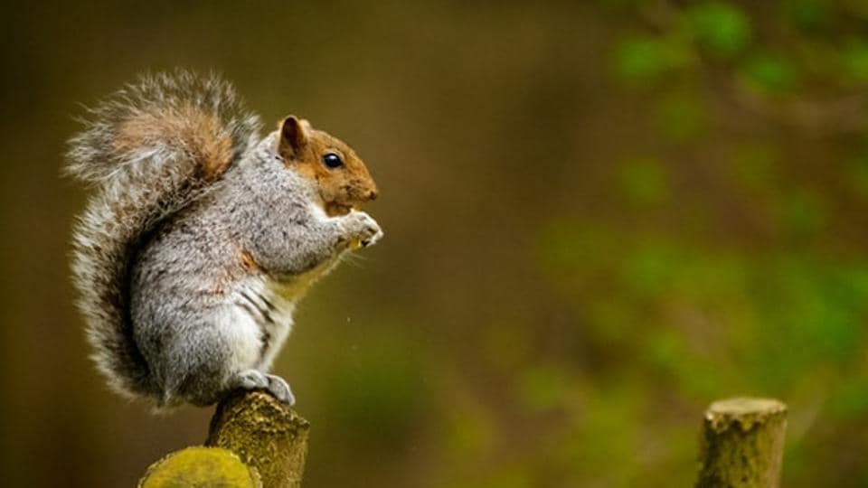 What Does It Mean To Dream About Squirrels 