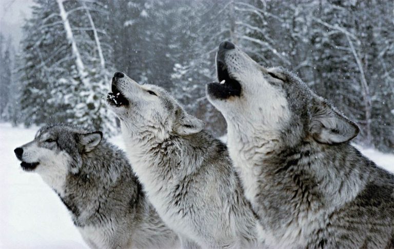 Wolf: Spirit Animal, Totem, Symbolism and Dream Meaning - What Dream Means