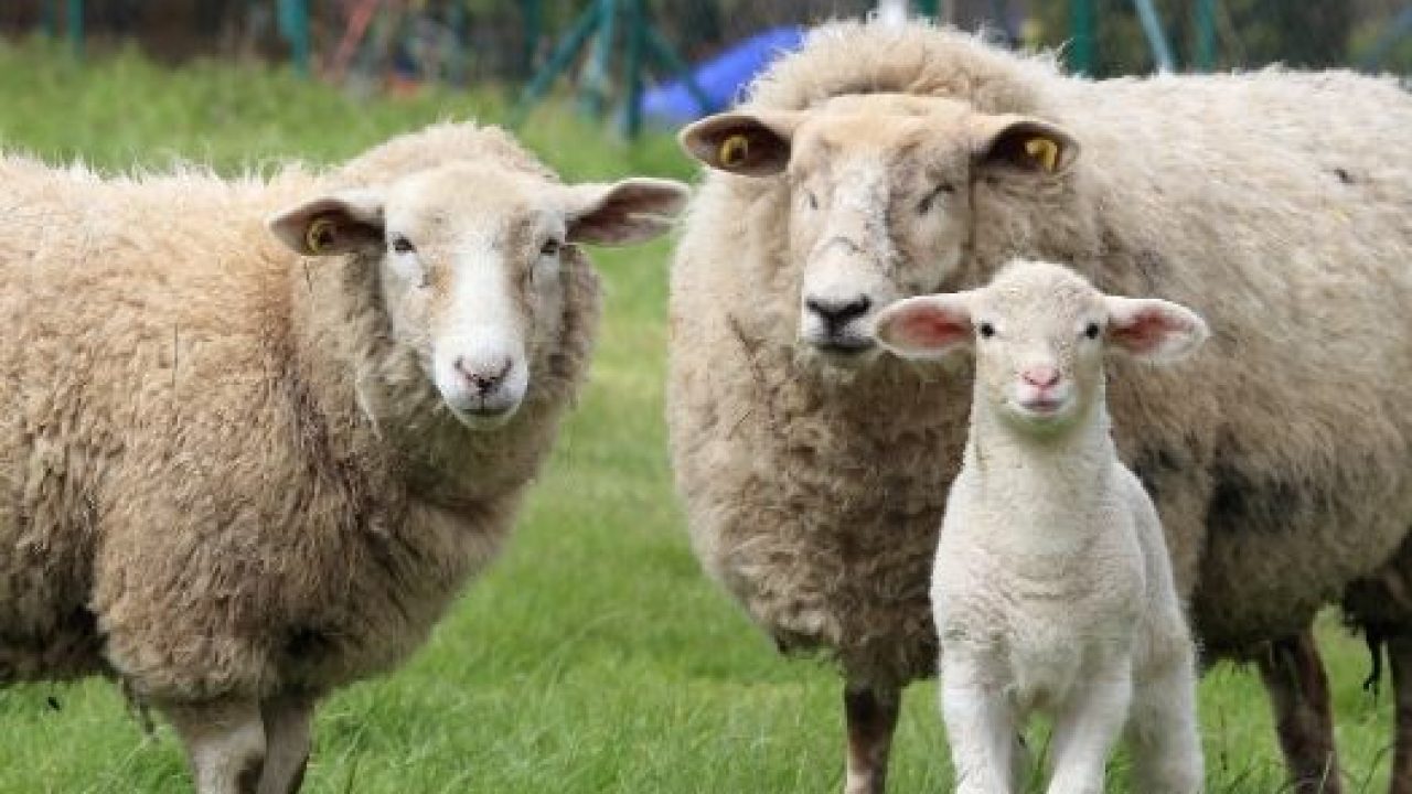 Sheep and Ram : Spirit Animal, Totem, Symbolism, and Meaning