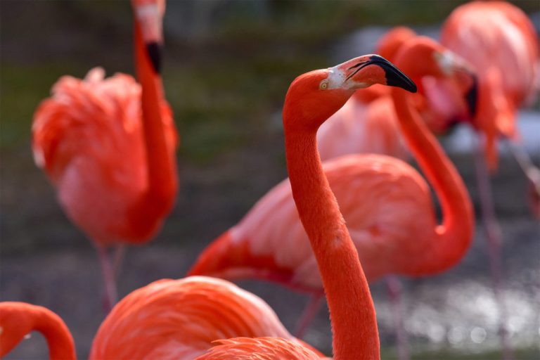 What Does it Mean to Dream About Flamingo?