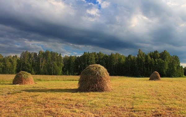 what-does-it-mean-to-dream-about-hay